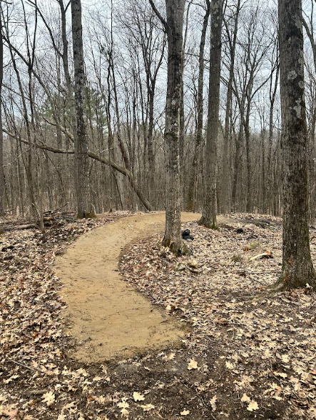 A repaired mountain bike trail in the woods. 
